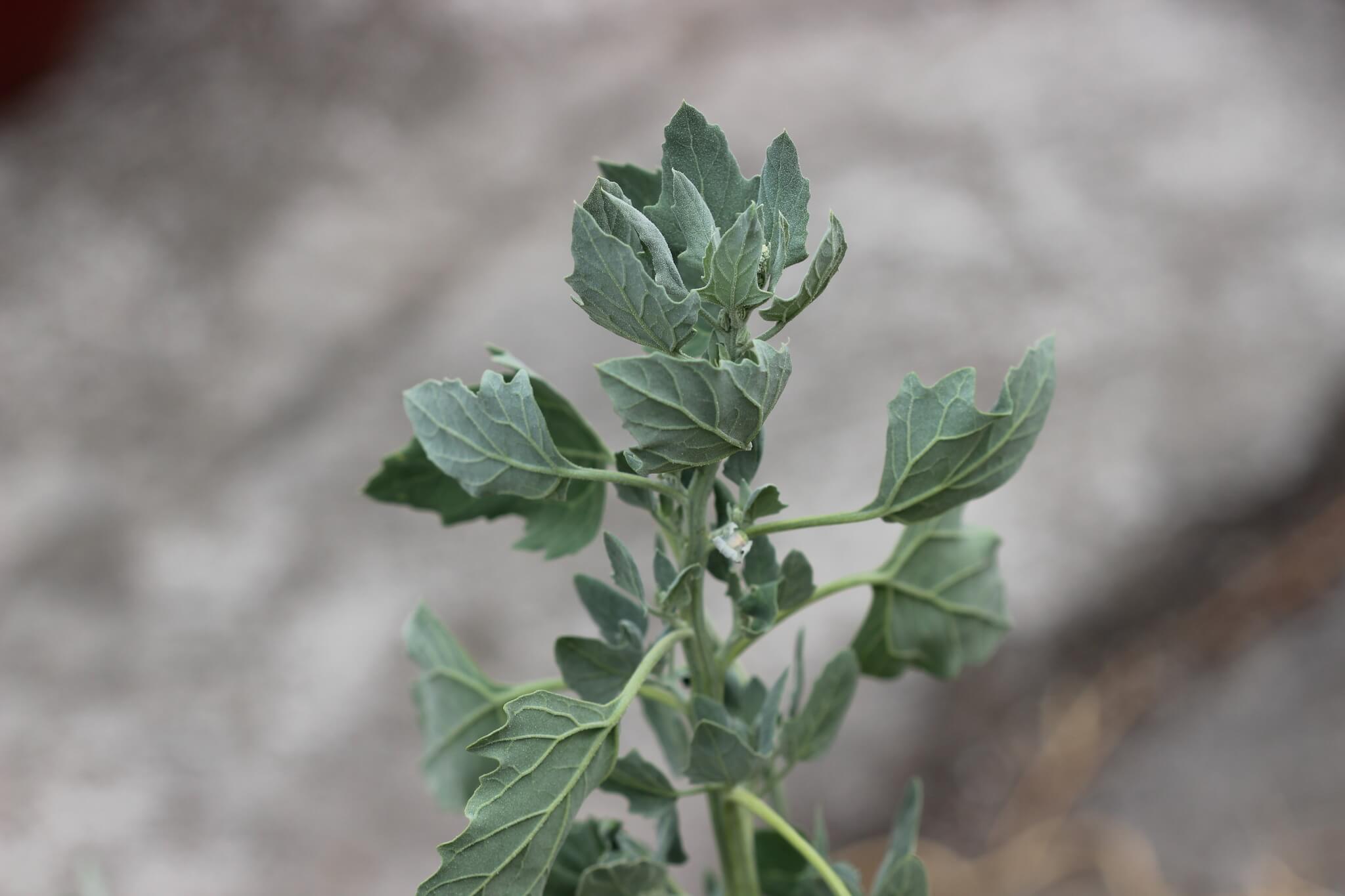 Chenopodium berlandieri